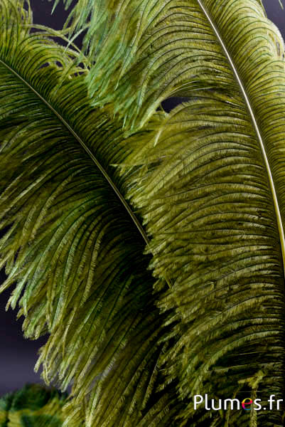 Struisvogel premium - 50-60 cm - avocado groen
